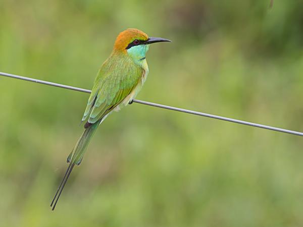 <h3><a href="/trips/srilanka/biota/animalia/chordata/aves/037 coraciiformes/006 meropidae/merops orientalis/merops orientalis-en.html">Merops&nbsp;orientalis</a> / Green&nbsp;bee‑eater / Kleine&nbsp;groene&nbsp;bijeneter</h3>NIKON D500 with AF-S Nikkor 300mm f/2.8G IF-ED VR II, 1/100 sec at F6.3, ISO 250, distance 5.96&nbsp;m
